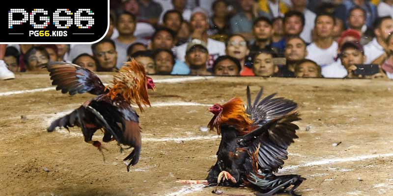 Khái niệm Đá gà cựa sắt 