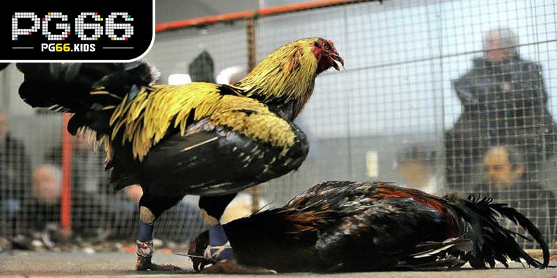 Kinh nghiệm tham gia Đá gà cựa sắt