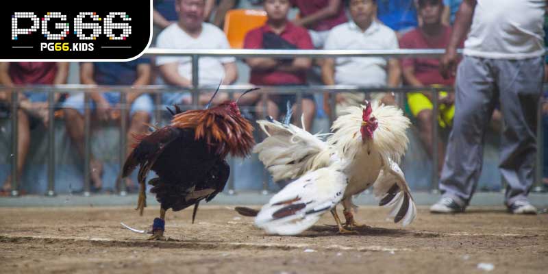 Luật chơi Đá gà cựa sắt trên PG66